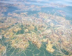 Sargassum natans