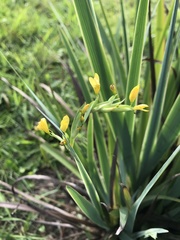 Sisyrinchium palmifolium