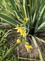 Sisyrinchium palmifolium