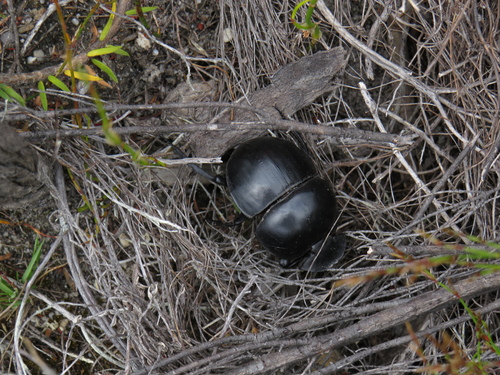 Photo of Cape Flightless Dung Beetle (Circellium bacchus)