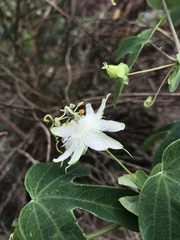 Passiflora tenuifila