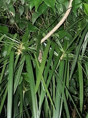 Thelotornis capensis