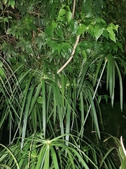 Thelotornis capensis