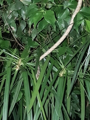 Thelotornis capensis