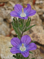 Legousia