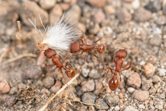 Pogonomyrmex salinus