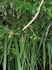 Thelotornis capensis