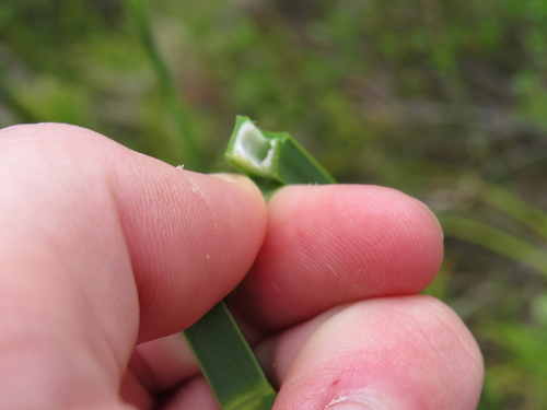 Image of Restio tetragonus by (c) Jeremy Gilmore, some rights reserved (CC BY)
