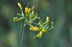Sisyrinchium palmifolium