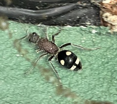 Dolichomutilla sycorax