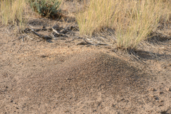 Pogonomyrmex salinus