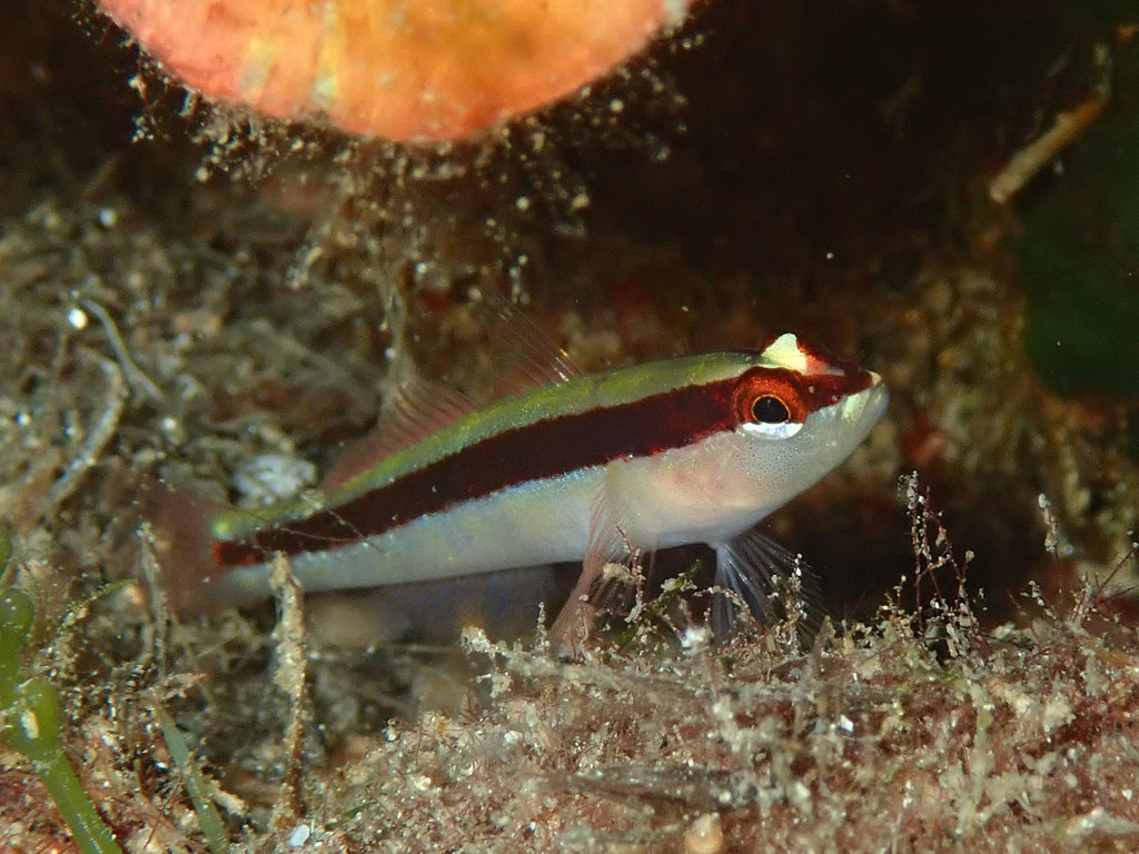 Striped Goby