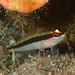 Striped Goby - Photo (c) Sylvain Le Bris, some rights reserved (CC BY-NC), uploaded by Sylvain Le Bris
