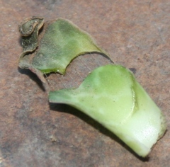 Ledebouria revoluta