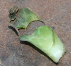 Ledebouria revoluta