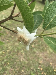 Campomanesia guazumifolia