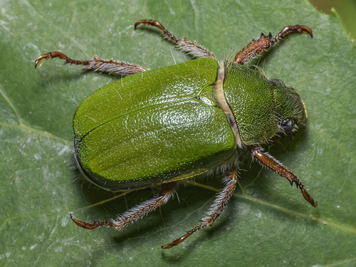 Brachysternus angustus