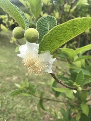 Campomanesia guazumifolia