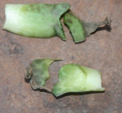 Ledebouria revoluta