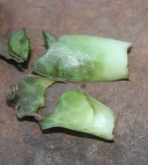 Ledebouria revoluta