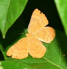 Emesis vulpina