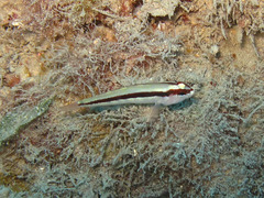 Gobius vittatus