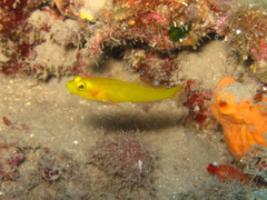 Gobius auratus