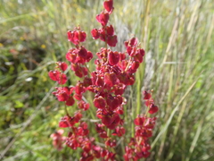Rumex lativalvis