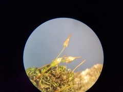 Ptychomitrium incurvum