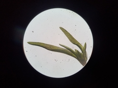 Ptychomitrium incurvum
