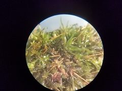 Ptychomitrium incurvum