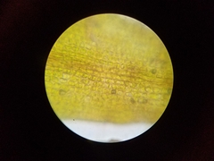 Ptychomitrium incurvum