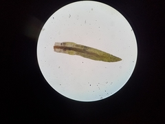 Ptychomitrium incurvum
