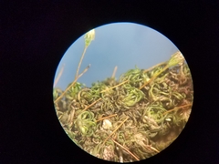 Ptychomitrium incurvum