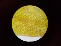 Ptychomitrium incurvum