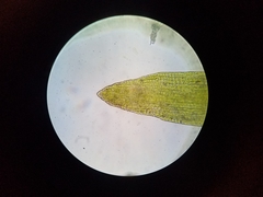Ptychomitrium incurvum