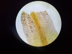 Ptychomitrium incurvum