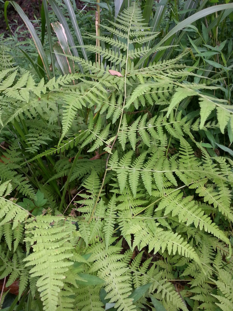 Mariana Maiden Fern (MatBio: FERNS & MOSSES - Matanzas Biodiversity