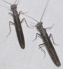 Perlamantis alliberti