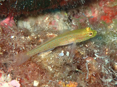 Gobius auratus