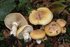 Cortinarius turmalis