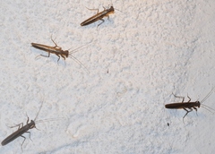 Perlamantis alliberti