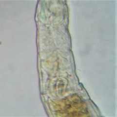 Habrotrocha collaris