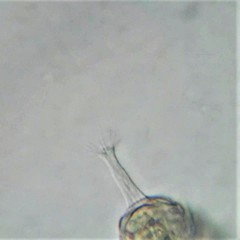 Habrotrocha collaris