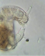 Habrotrocha collaris