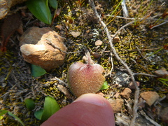 Eriospermum pubescens