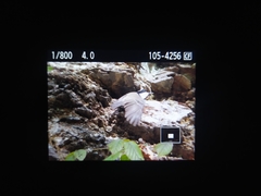 Periparus ater michalowskii