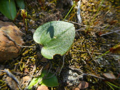 Eriospermum pubescens