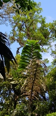 Socratea exorrhiza