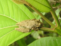 Scinax garbei